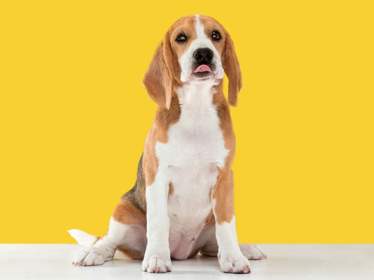 curiosidades sobre a raça beagle
