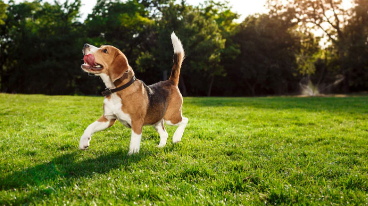 curiosidades sobre a raça beagle