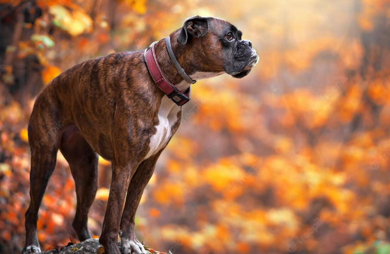 cães para fazenda