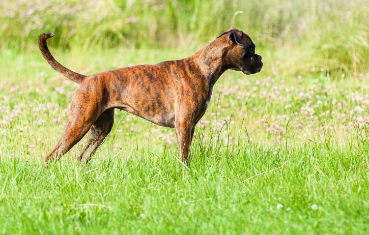 cão no parque