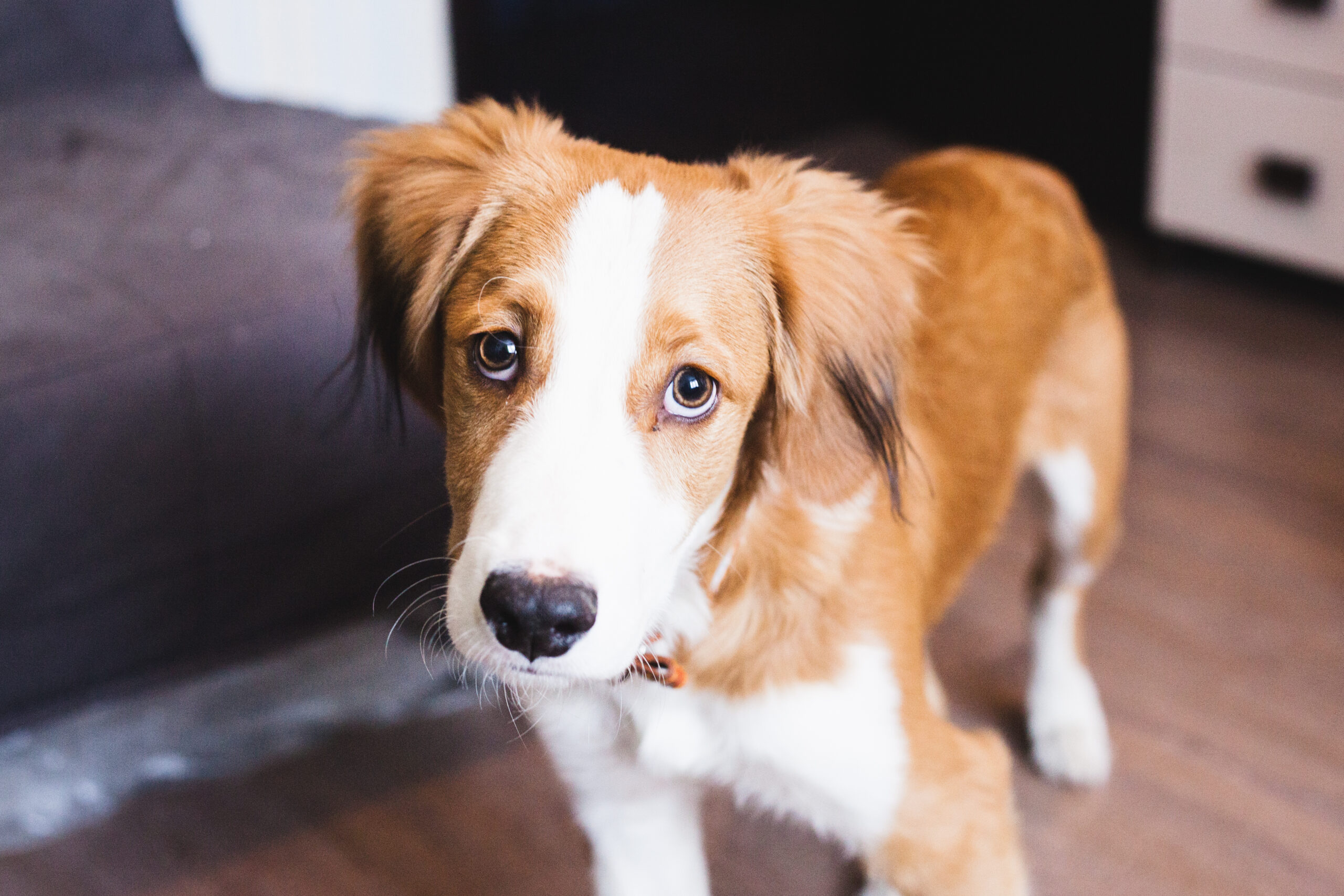 dog at home, pet, communication with an animal, child and dog, family