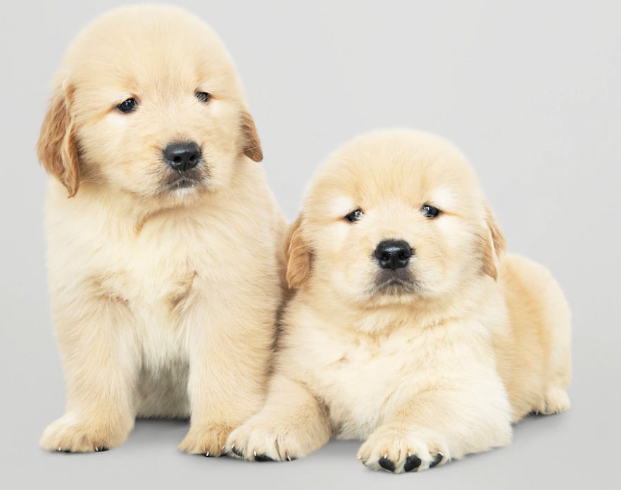 mitos e verdades sobre o cachorro recém-nascido