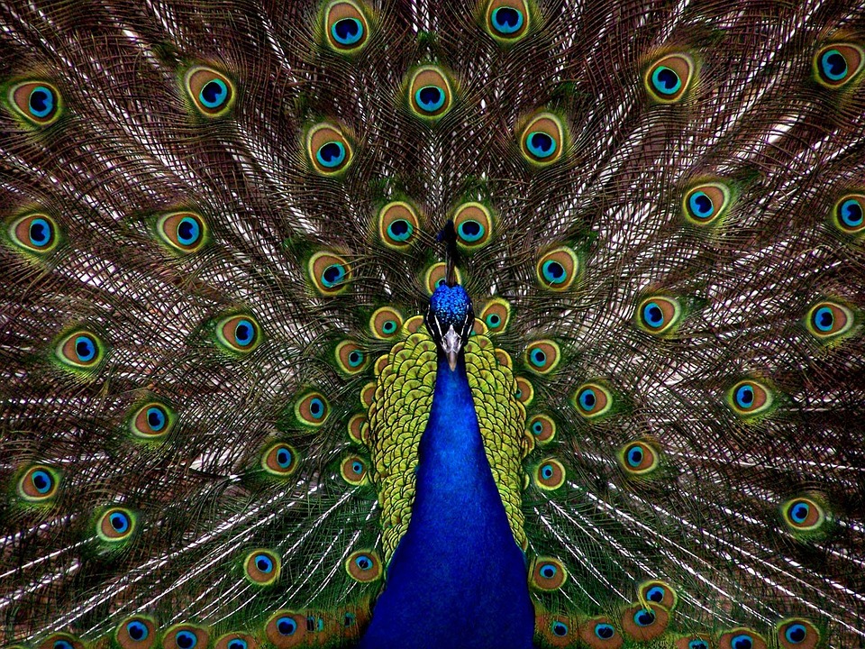 pavão perde as penas da cauda