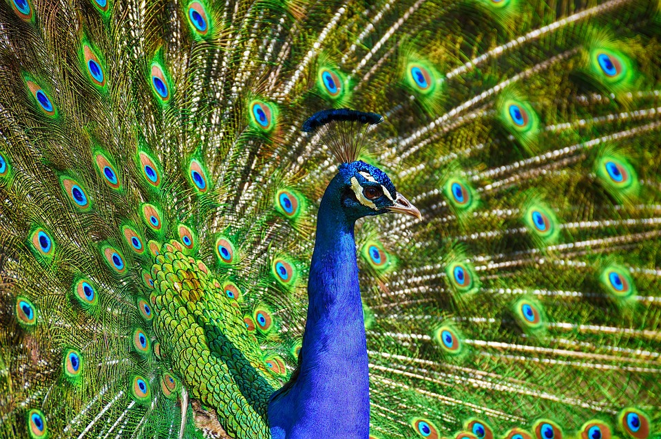 pavão perde as penas da cauda