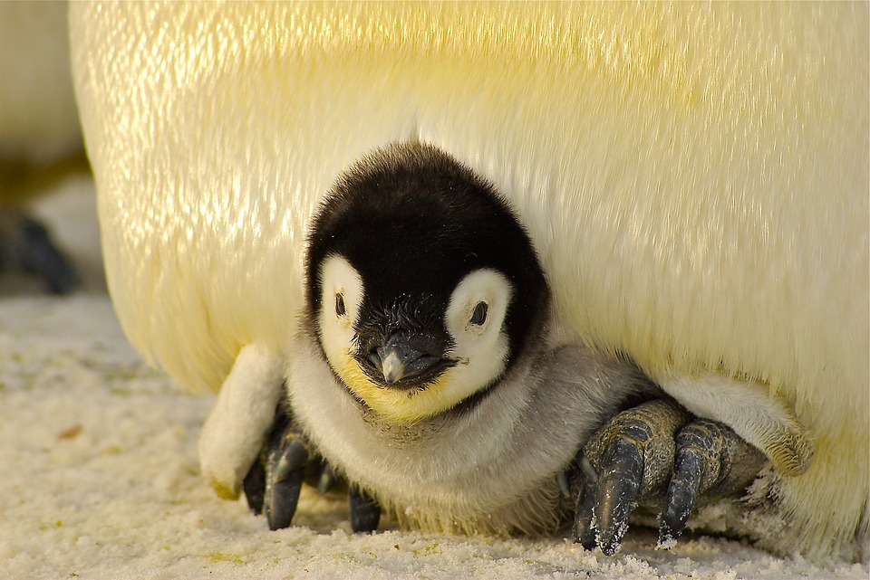 penguin 429125 960 720