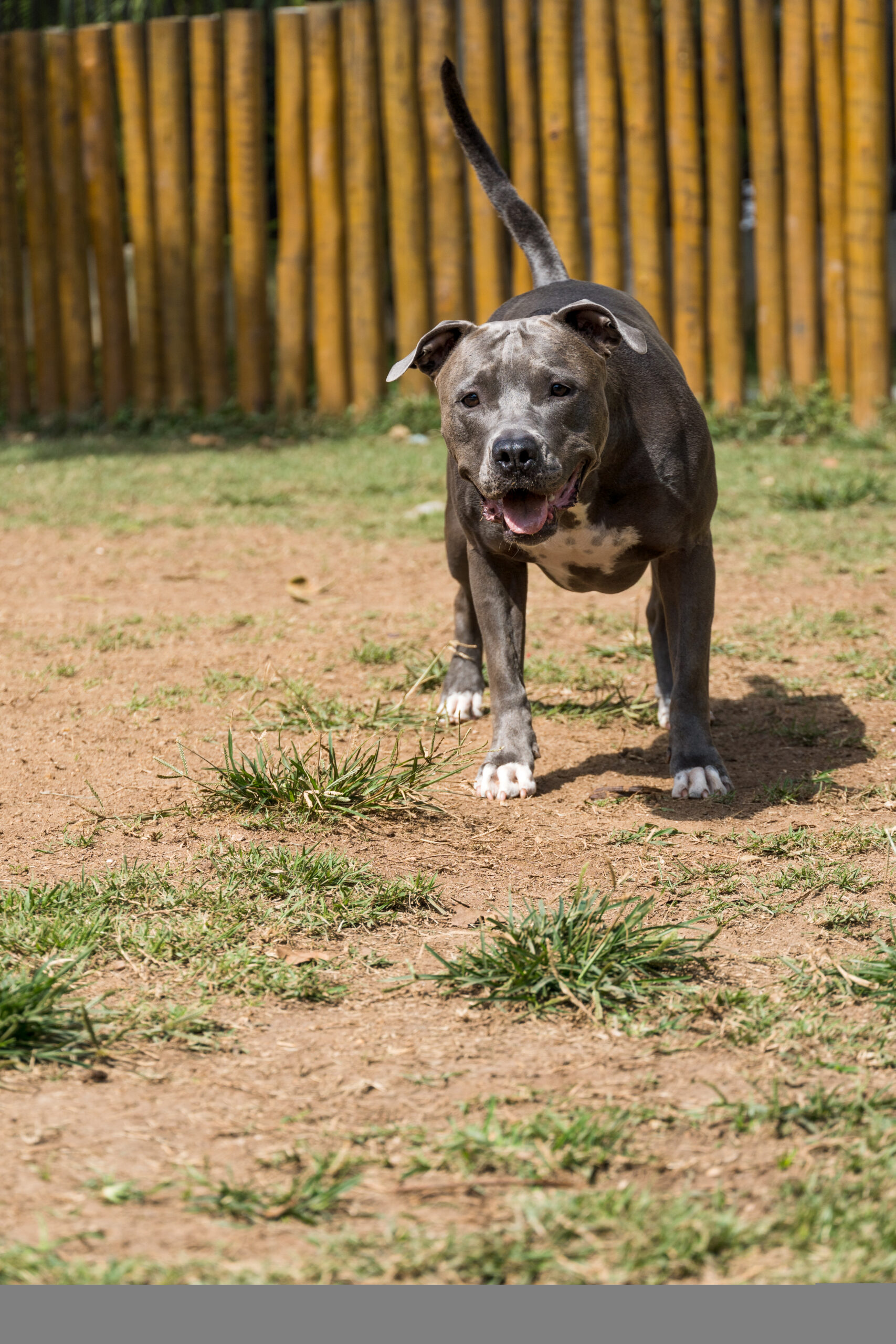 Pit bull dog playing in the park. Selective focus.
