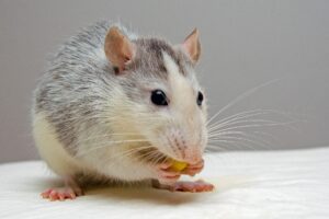 Rato comendo Foto: Pixabay