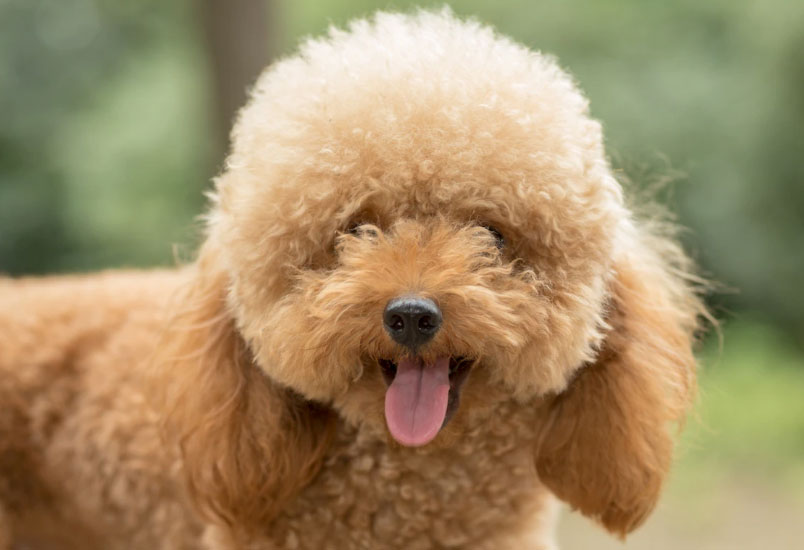 15 Mitos e verdades sobre Poodle: Saiba tudo sobre esse dog! 4 cão fofo