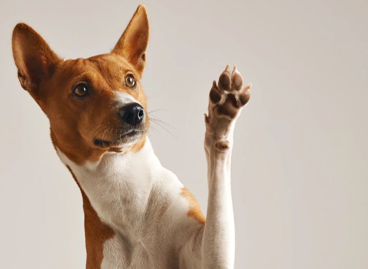 cão dando a patinha