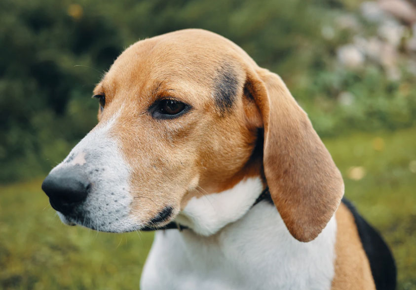 16 Mitos e verdades sobre Beagle
