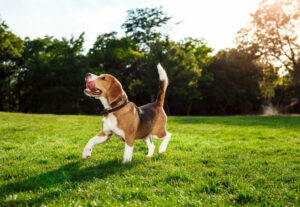 Lindo cachorro no parque - Foto: Freepik