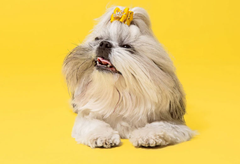 18 Curiosidades sobre a raça Shih Tzu