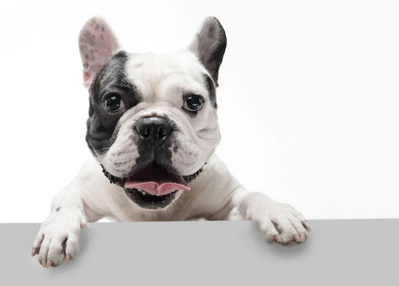 lindo dog