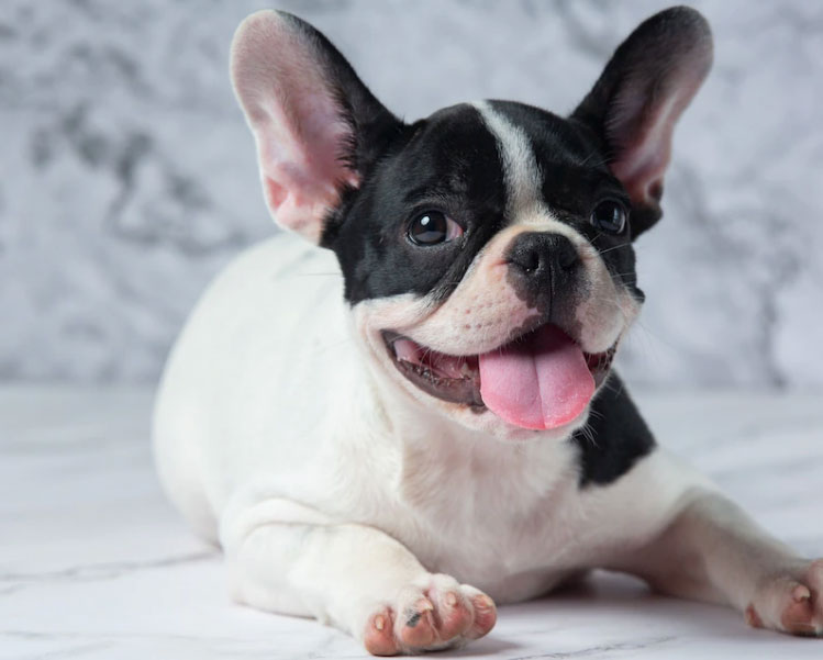 18 Curiosidades sobre a raça Buldogue Francês