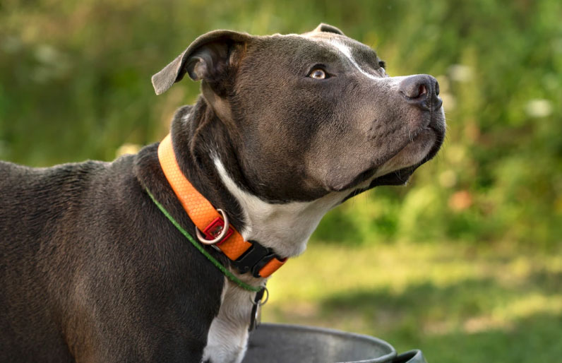 sede excessiva em cães