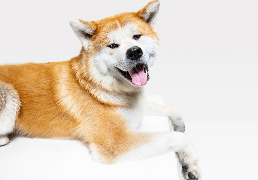 Mitos e verdades sobre Akita