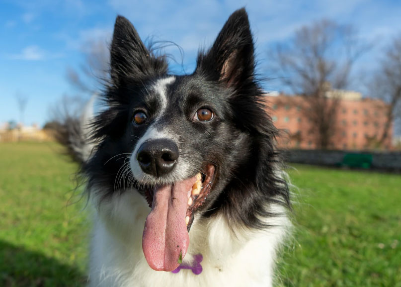 lindo cão