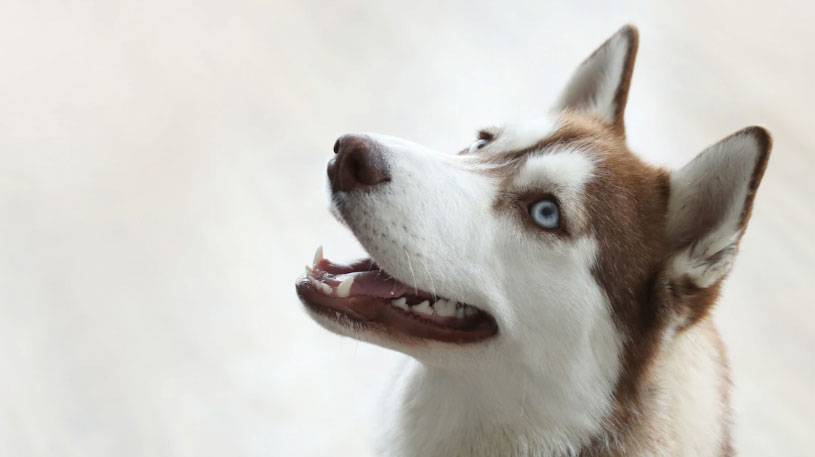 Mitos e verdades sobre Husky Siberiano