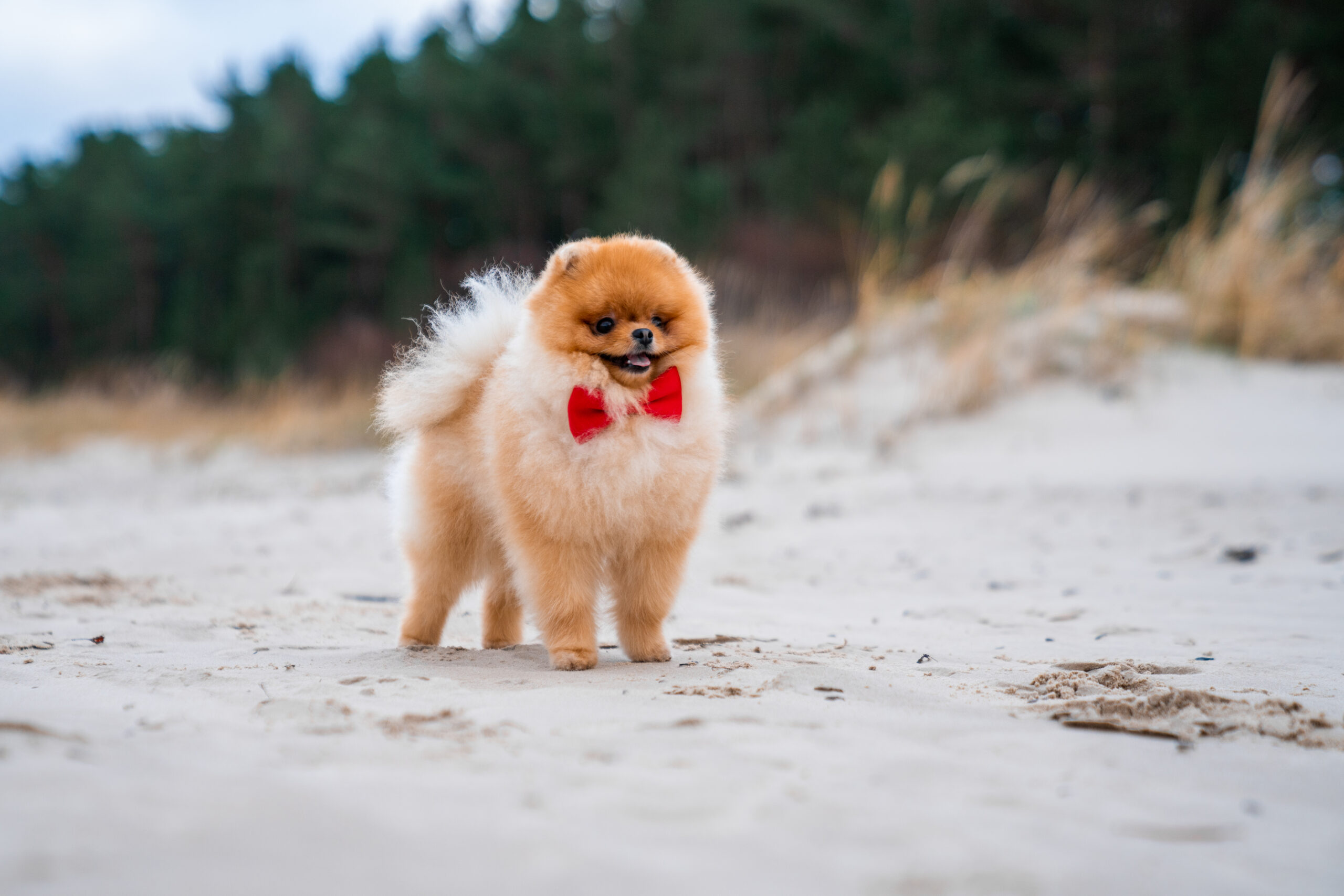 Adorable pomeranian spitz dog with a red bow having fun and running on the beach