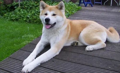 akita-1