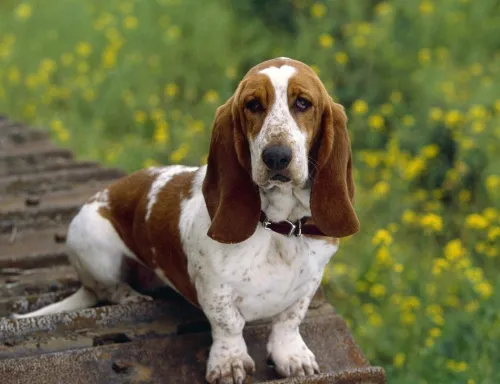 basset hound 10