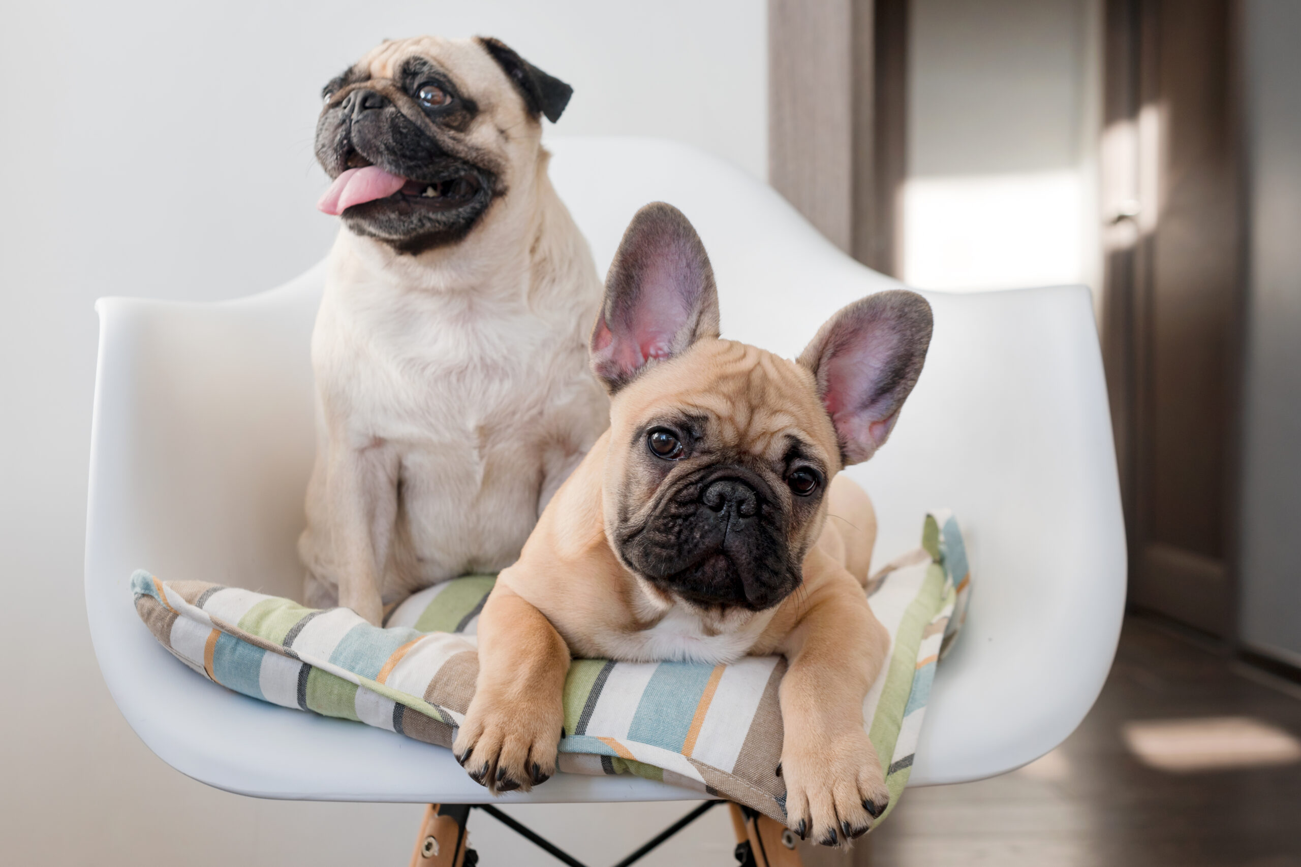 Happy pets pug dog and french bulldog sitting on a chair looking at the camera. Dogs are waiting for food in the kitchen