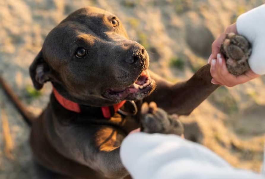 Adestrador de cães valor