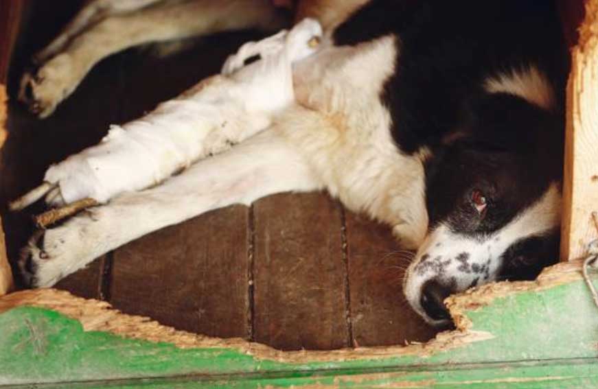 Cachorro chora com lágrima
