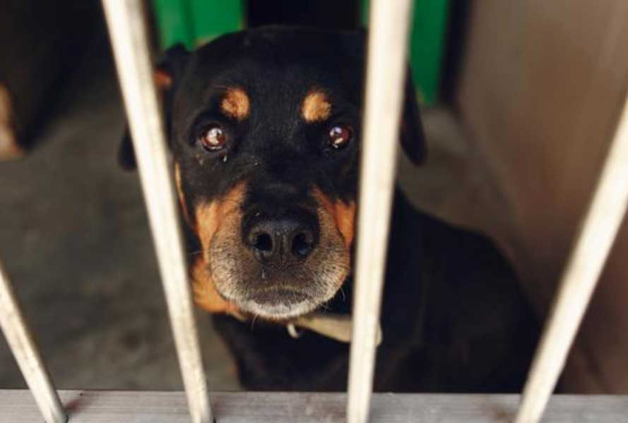 cão preso