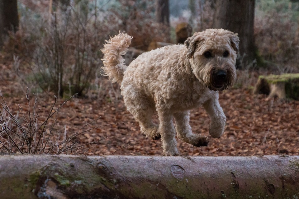 Irish Soft Coated Wheaten Terrier