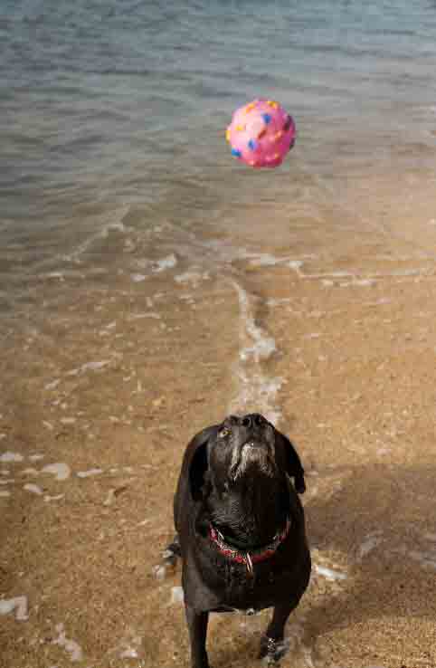 cão na praia