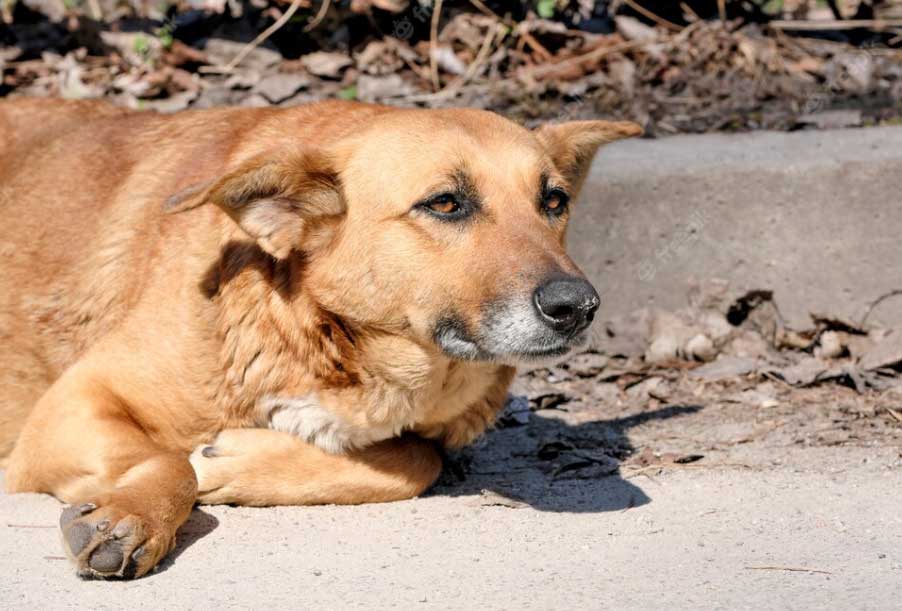 cão deitado