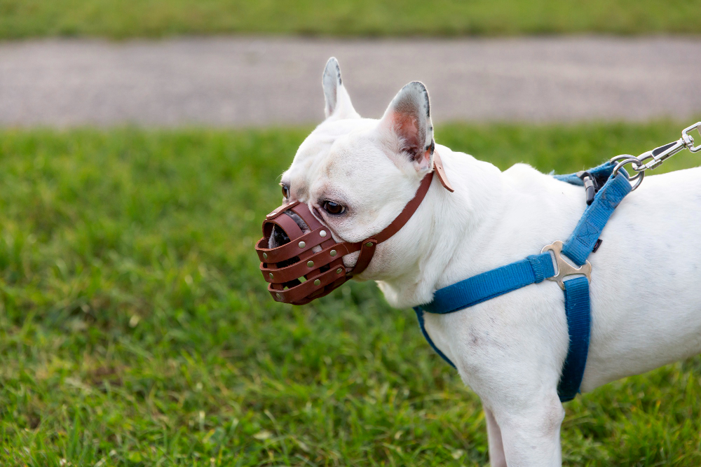 American Bully Micro