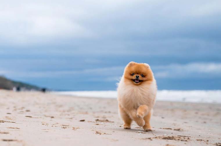 Cachorro na praia: Como os cães podem aproveitar o verão conosco! 3 um dog na beira do mar