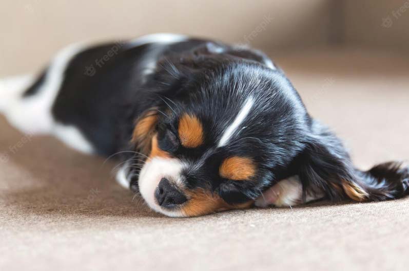 Vale a pena ter uma câmera pet em casa? Entenda como funciona, dicas e mais! 1 Vale a pena ter uma câmera pet em casa