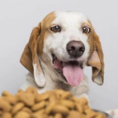 É por isso que o cachorro enjoa da ração