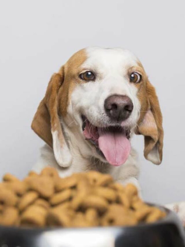 É por isso que o cachorro enjoa da ração