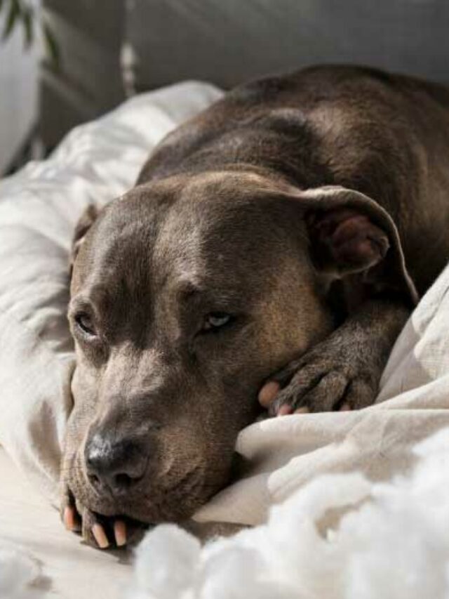 cão deitado