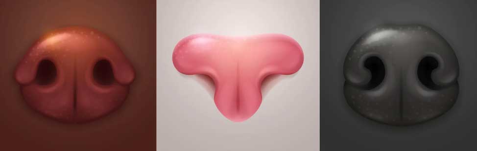 Veja 10 curiosidades sobre o focinho do cachorro (aposto que você não sabia!) 1 curiosidades sobre o focinho do cachorro