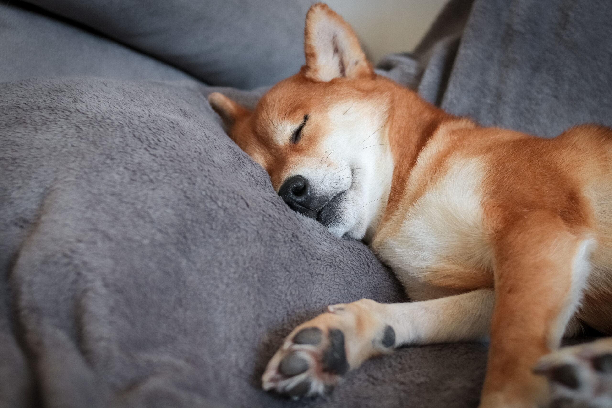 japanese-dog-shiba-inu-sleeps-cutely-cute-japanese-red-dog