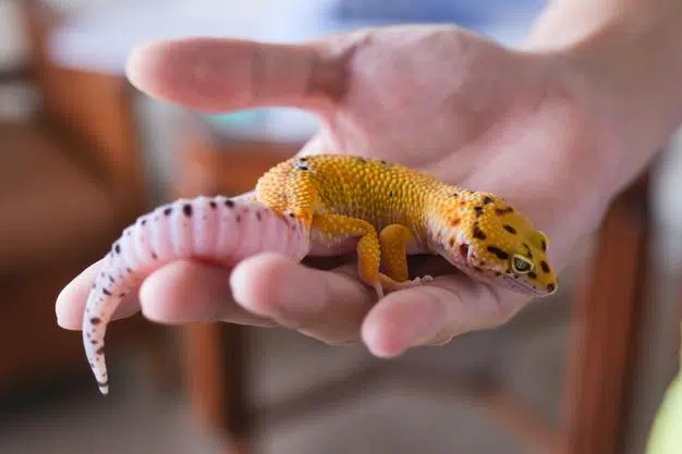 Gecko Leopardo: uma jornada pelo mundo dos répteis coloridos 1 leopard gecko 1