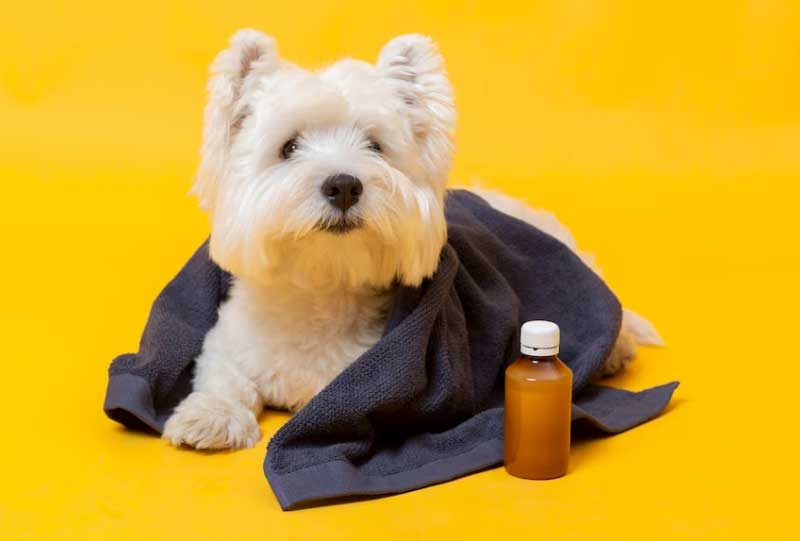 Parvovirose: entenda o que é, as causas, como evitar e tratar 1 parvovirose em cães