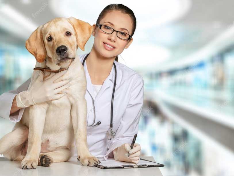 veterinária e cachorro