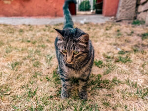 Gato do mato - Foto: Freepik