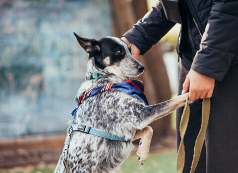 cão dando a patinha