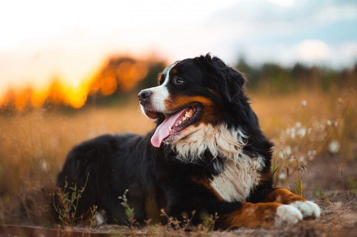 Bernese Mountain Dog 1