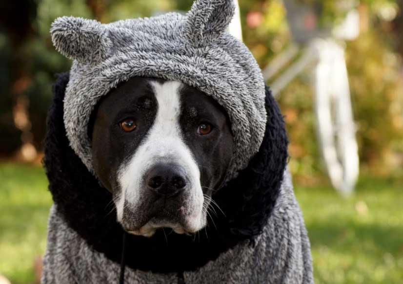 Cachorro gosta mais de frio ou de calor? 4 cachorro gosta mais de frio ou de calor