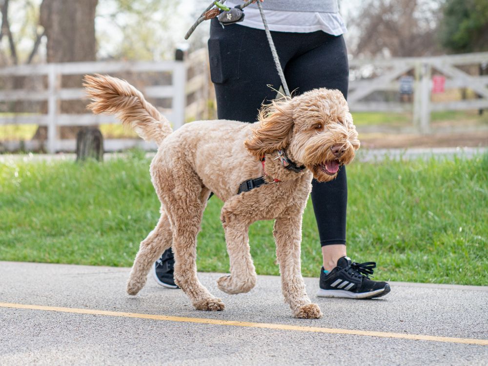 passeando com o cachorro