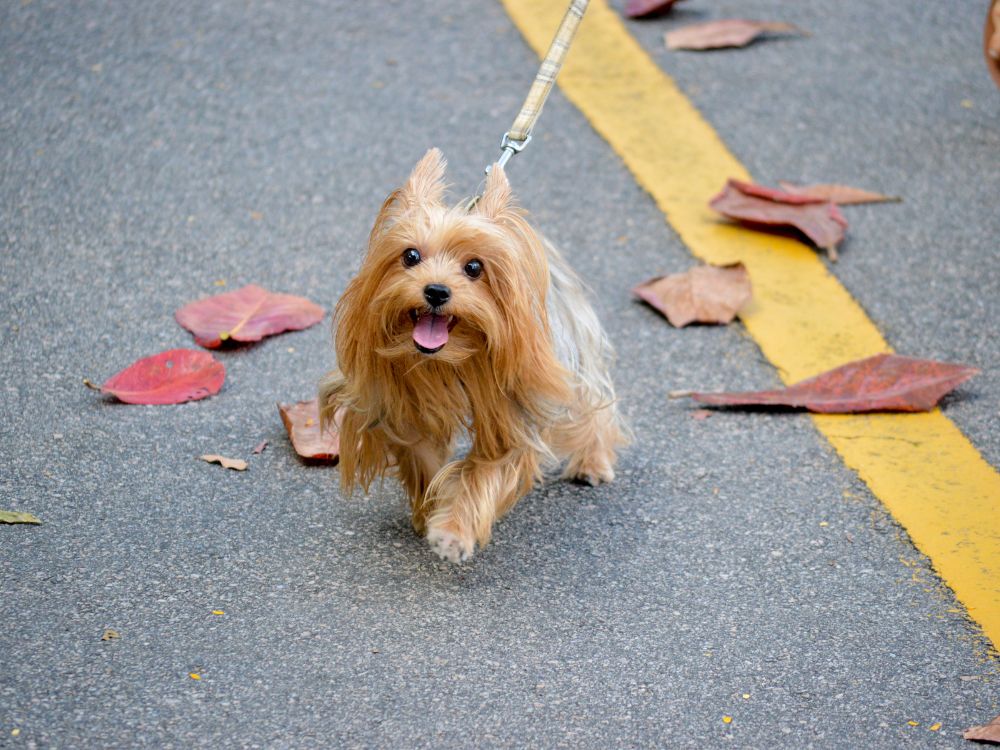 Descubra o que acontece se não levar o cachorro para passear