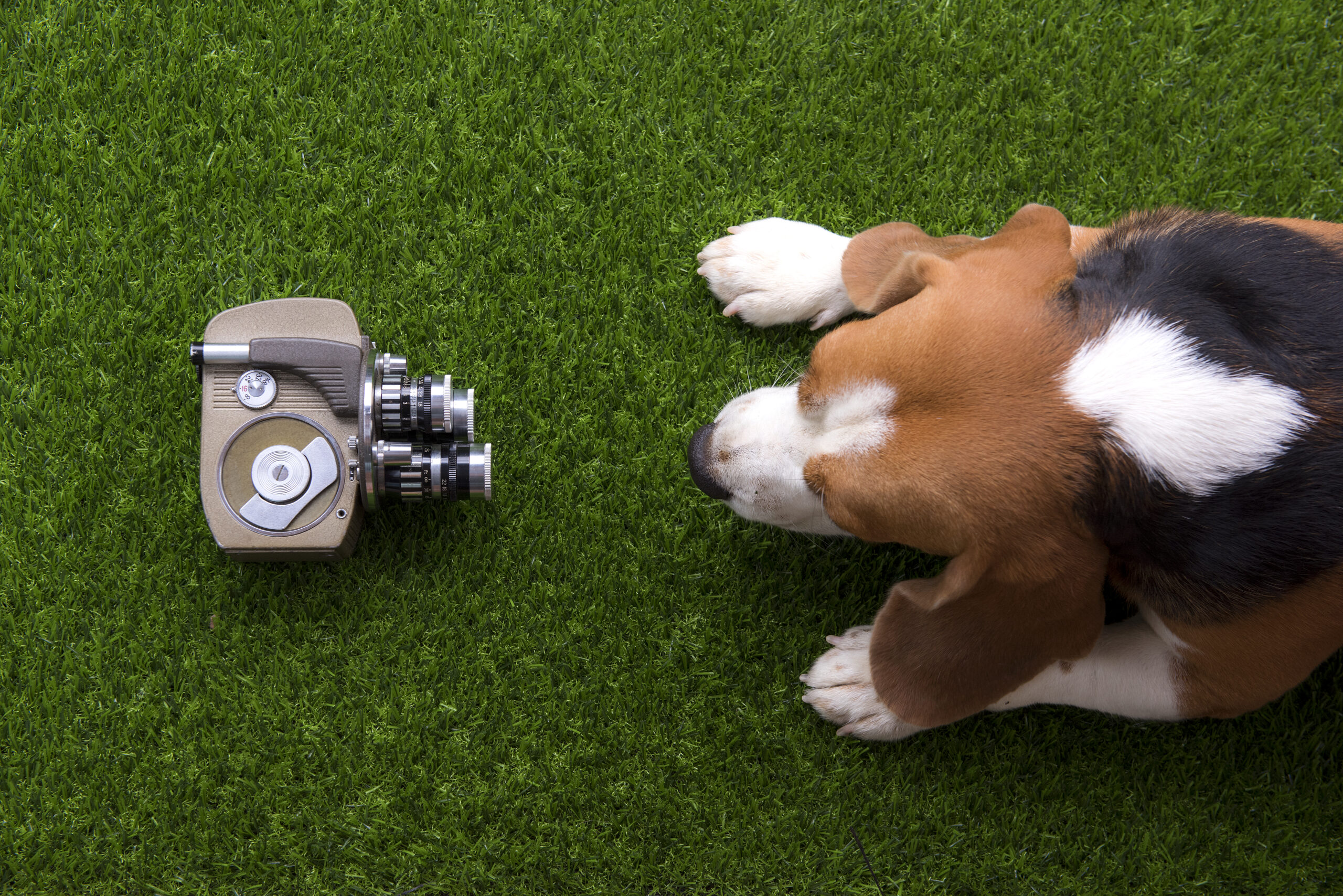 beagle-dogs-are-squatting-grass